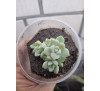 Ехеверія елеганс (Echeveria elegans)